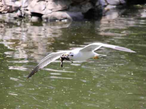 天生猎手：非猛禽类猎手（渡鸦、秃鹳）