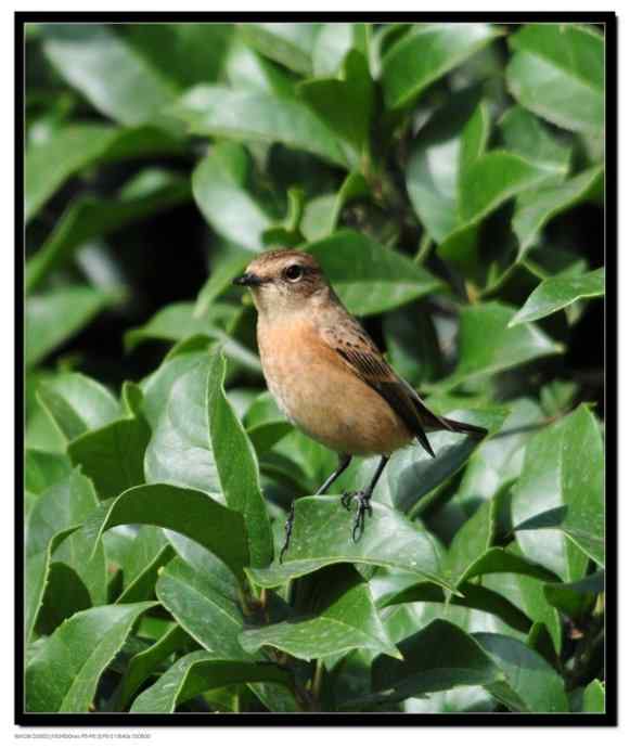 一个让人失望的春季迁徙