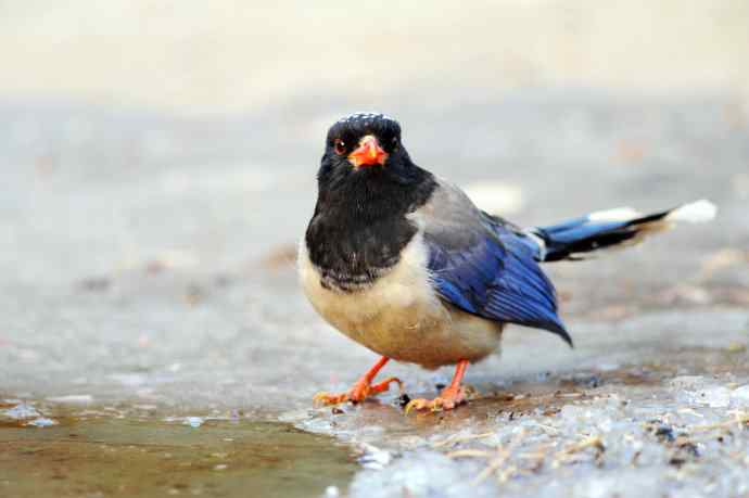 秃尾巴的红嘴蓝鹊