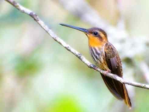 雀鸟也彪悍：别拿豆包不当干粮（蜂鸟）