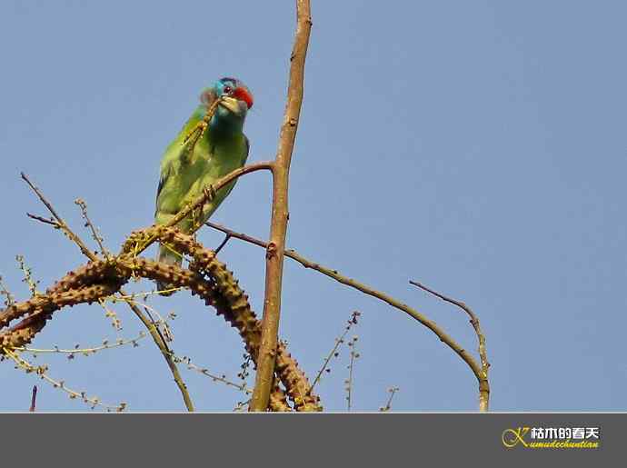 云南拍鸟打个总结：记录鸟片十四种