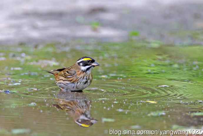 黄眉鹀(6) 黄眉鹀(6)