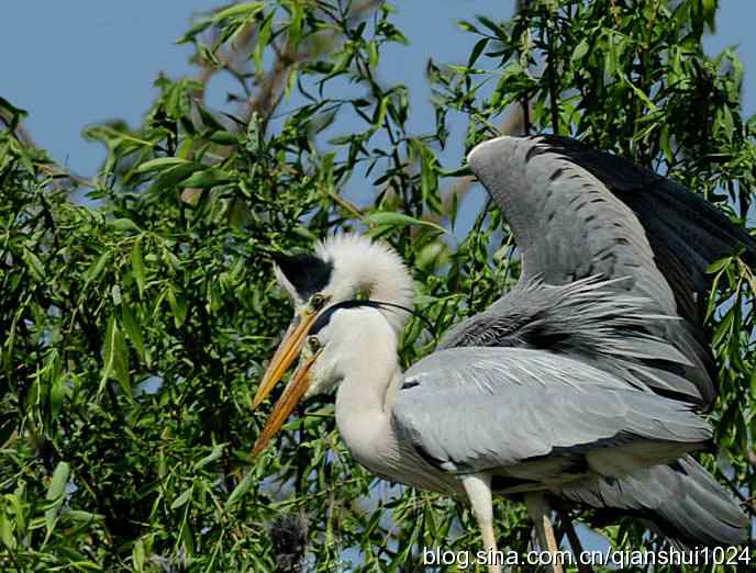 鹭家的午餐(翠湖湿地) 鹭家的午餐(翠湖湿地)