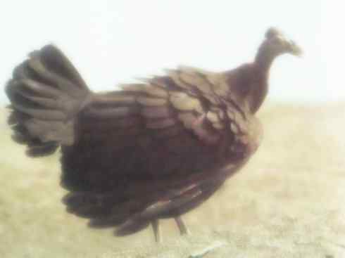 奇特的盔：苏拉冢雉