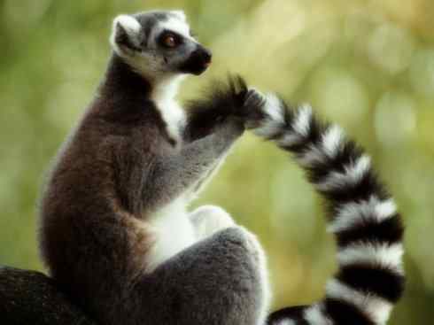 动物世界：山寨还是原创之十五