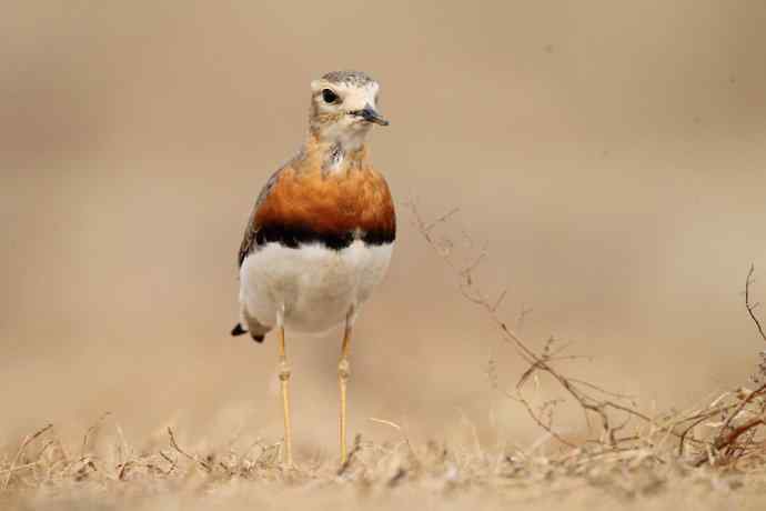 【春天的消息】（最先来到北京的迁徙排头兵---东方鸻）