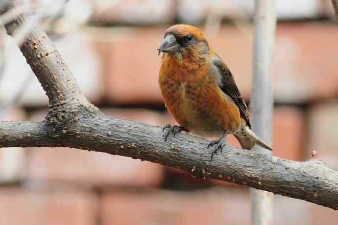 春天行走 wbr北植几只鸟 春天行走 wbr北植几只鸟