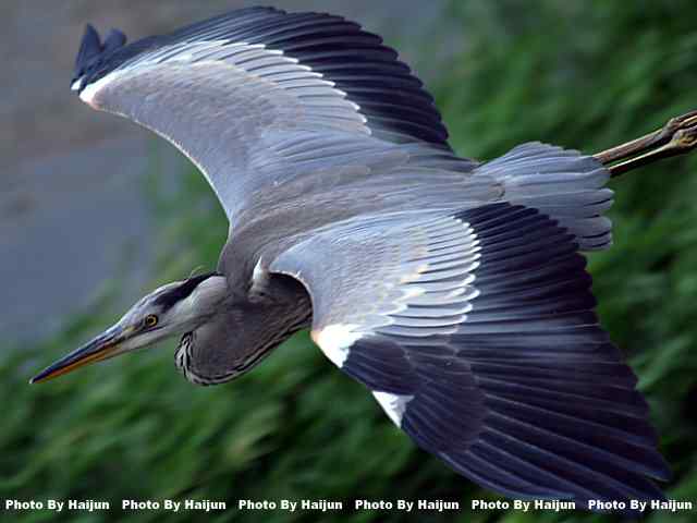 苍鹭飞行版 wbr爆框很愉快