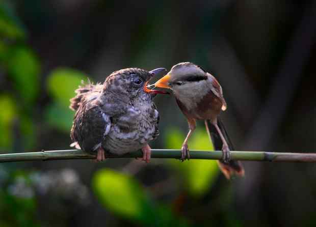 爱无界 养父母震旦鸦雀视杜鹃小鸟为己出