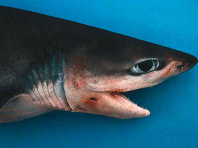 鱼类活化石：皱鳃鲨