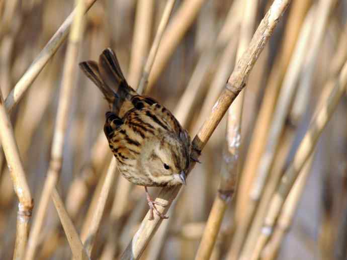 雌性灰头鹀（2）