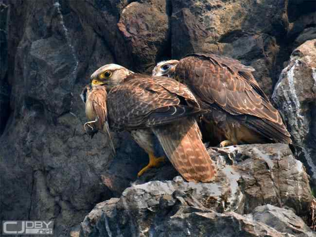 中国国家地理网飞羽瞬间鸟类摄影大赛——珍稀物种组