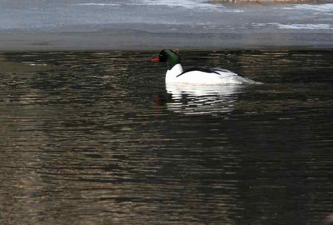 白河峡谷三月雪