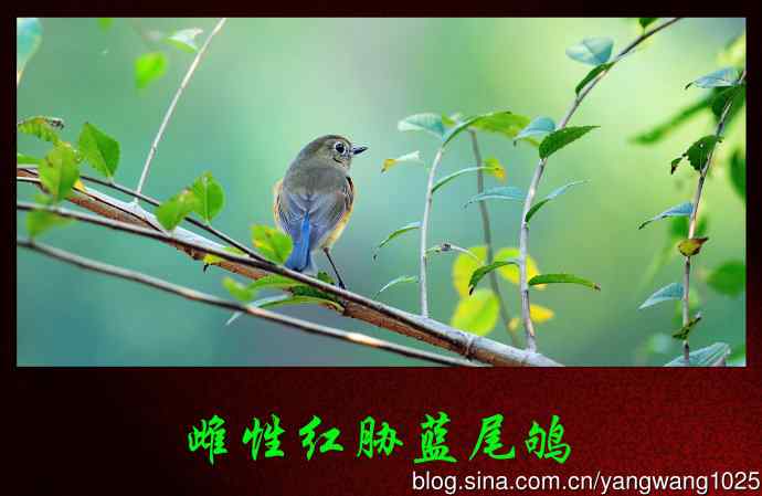 雌性红胁蓝尾鸲 雌性红胁蓝尾鸲