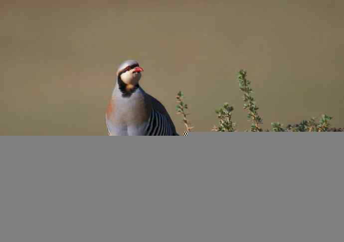 搂草打兔子（组图，15张图片）