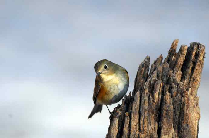 雌性红胁蓝尾鸲(25) 雌性红胁蓝尾鸲(25)