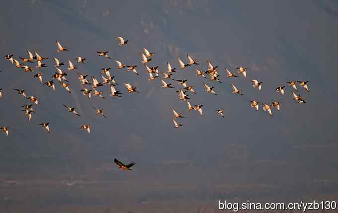今日野鸭湖鈥斺敶筇於欤ㄗ橥迹20张图片）