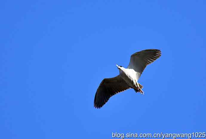 飞(夜鹭)3 飞(夜鹭)3