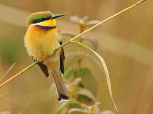 绝色攀禽：佛法僧目之蜂虎2