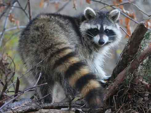 犬科:犬亚科犬属之貉 犬科:犬亚科犬属之貉