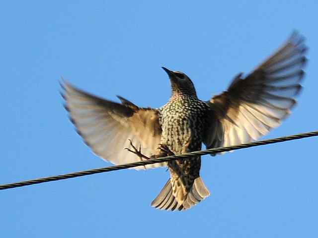 【亚平宁半岛之旅 wbr. wbr紫翅椋鸟】 【亚平宁半岛之旅 wbr. wbr紫翅椋鸟】