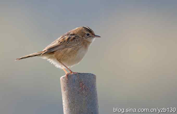 深港拍鸟新纪录（11）鈥斺斪厣任草海ㄗ橥迹
