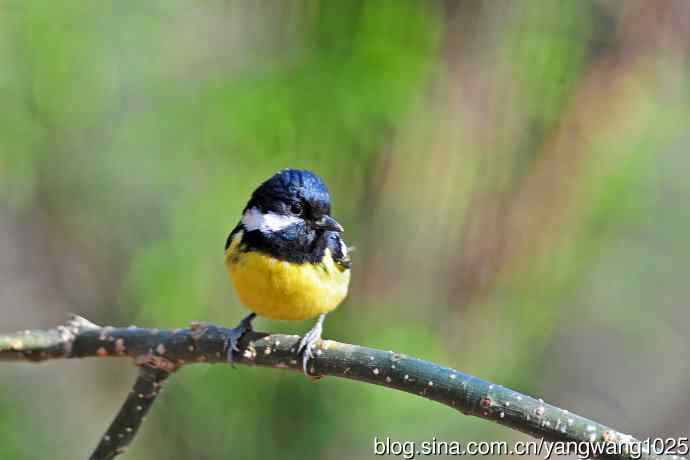 黄腹山雀（15）