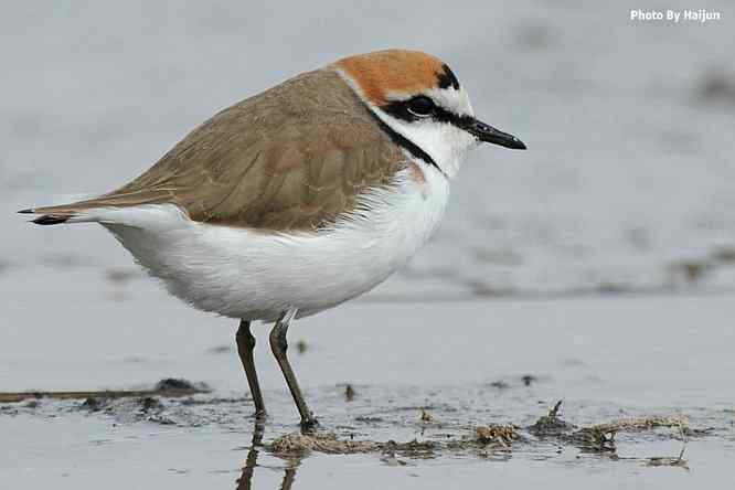 野鸭湖追拍环颈鸻