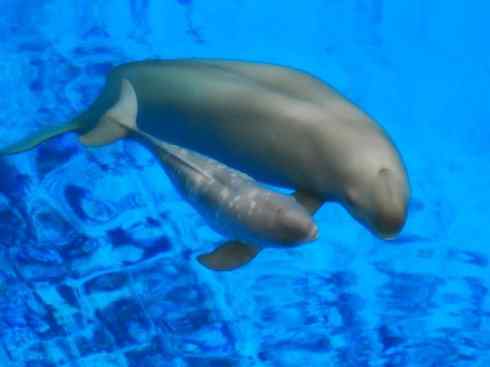 自然奇观：动物大迁徙(齿鲸类)