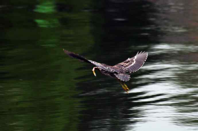 北海也有夜鹭飞（记实版）