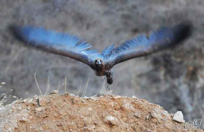 大鹏展翅（两组一气呵成连续拍摄的秃鹫起飞版）