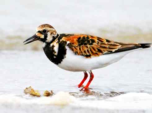 鸟类之最：斑尾滕鹬