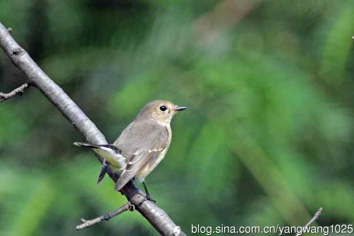 秋天的红喉姬鹟(8) 秋天的红喉姬鹟(8)