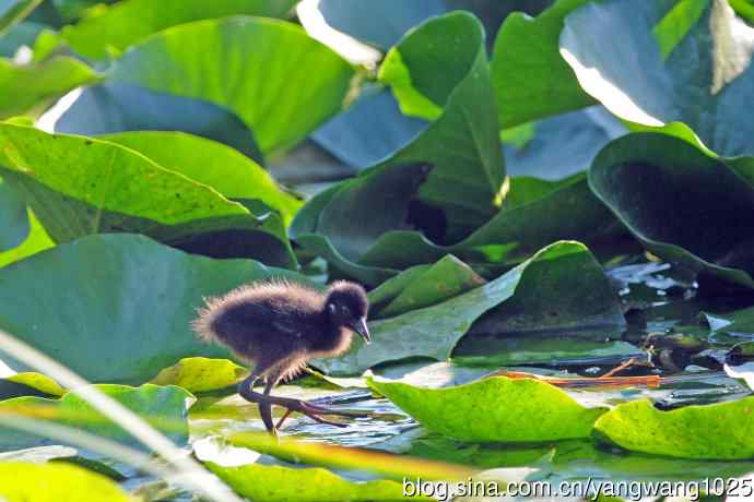 白胸苦恶鸟宝宝出窝了(2) 白胸苦恶鸟宝宝出窝了(2)