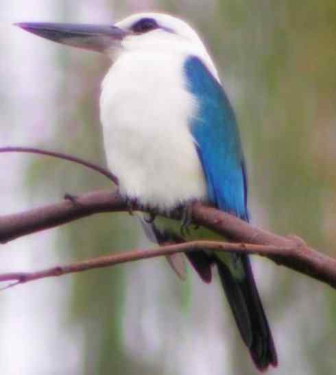 白头鸟系列：另类的美丽4