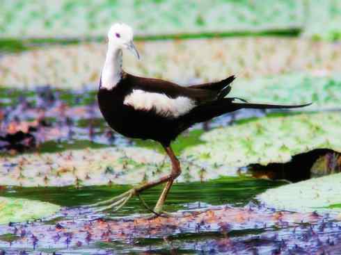 白头鸟系列：另类的美丽7（鸻鹬）