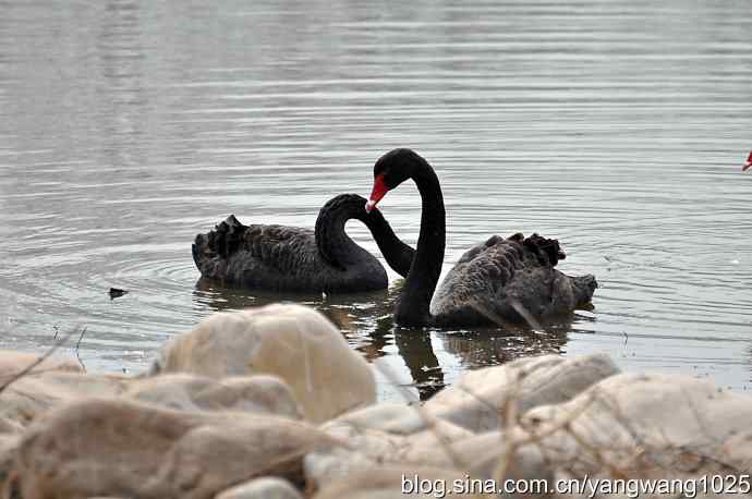 逆光拍摄黑天鹅 wbr2