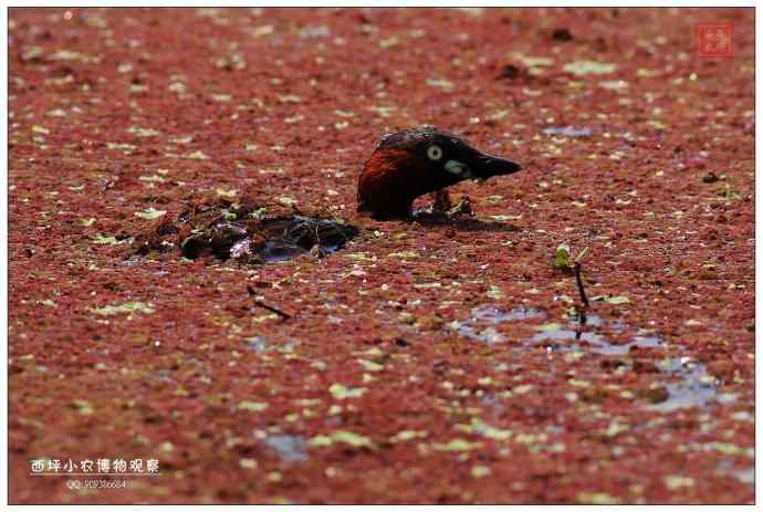 随州厥水河 随州厥水河
