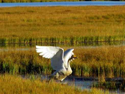 雁鸭之最之三 雁鸭之最之三