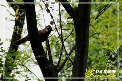 秋天-花-鸟【照片】