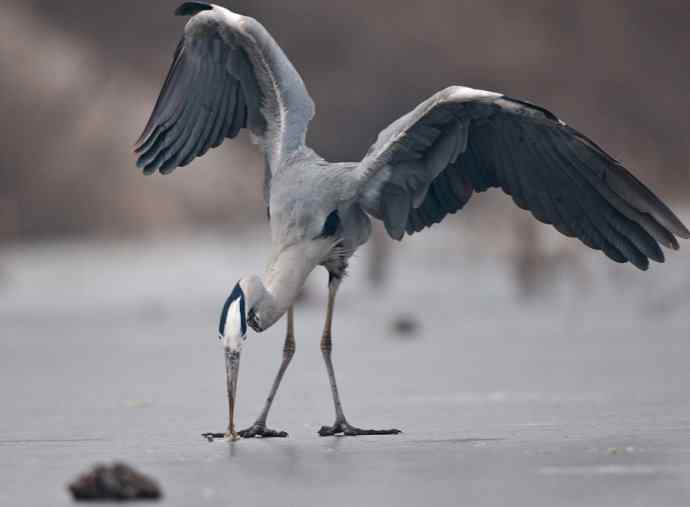 以大欺小 wbr倚强凌弱 以大欺小 wbr倚强凌弱