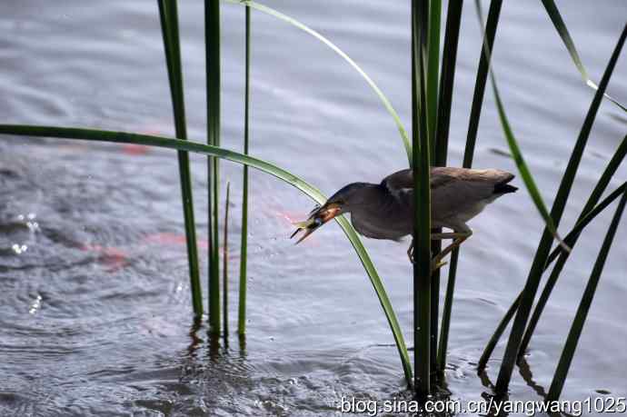 黄苇鳽的早餐（记实）