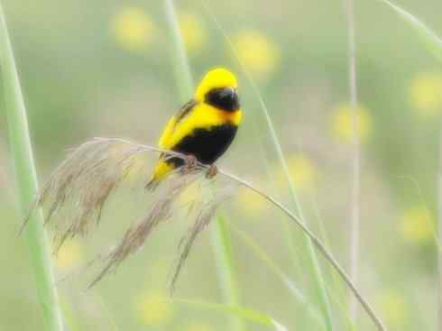 十大鸟类建筑师之二（织布鸟、维达雀）