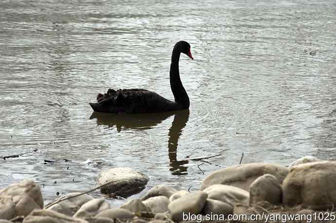 逆光拍摄黑天鹅 wbr1
