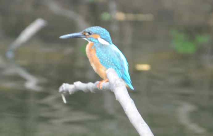 拍翠鸟（纪实）