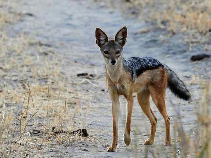 犬科:犬亚科犬属之西门豺、侧纹豺(胡狼类) 犬科:犬亚科犬属之西门豺、侧纹豺(胡狼类)