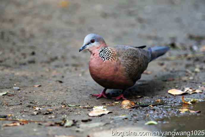 珠颈斑鸠（随拍）2