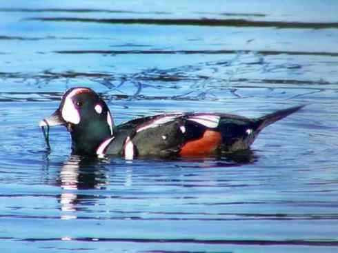 雁鸭之最之六（丑鸭、秋沙鸭、花脸鸭、针尾鸭）