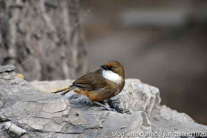 北京又现新品种(白喉噪鹛) wbr1 北京又现新品种(白喉噪鹛) wbr1