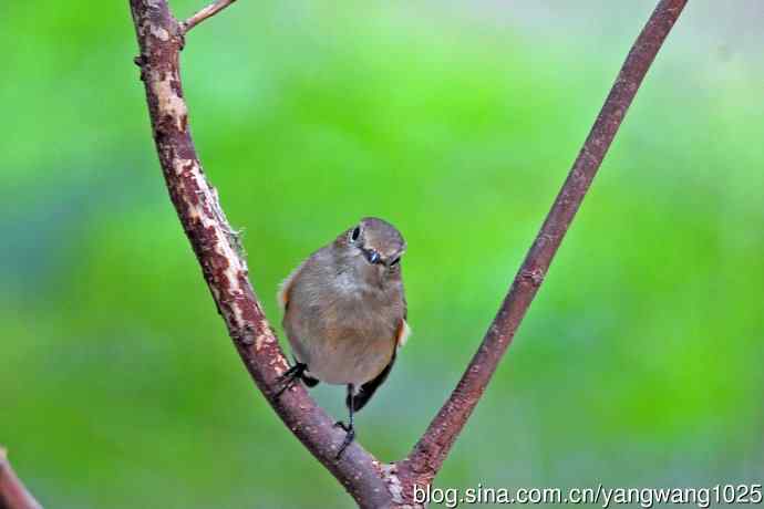 秋天的红喉姬鹟(5) 秋天的红喉姬鹟(5)